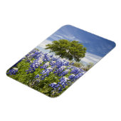 Texas bluebonnets (Lupinus texensis) en eik Magneet (Linkerzijde)
