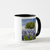 Texas bluebonnets (lupinus texensis) en eik mok (Voorkant rechts)