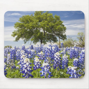 Texas bluebonnets (lupinus texensis) en eik muismat