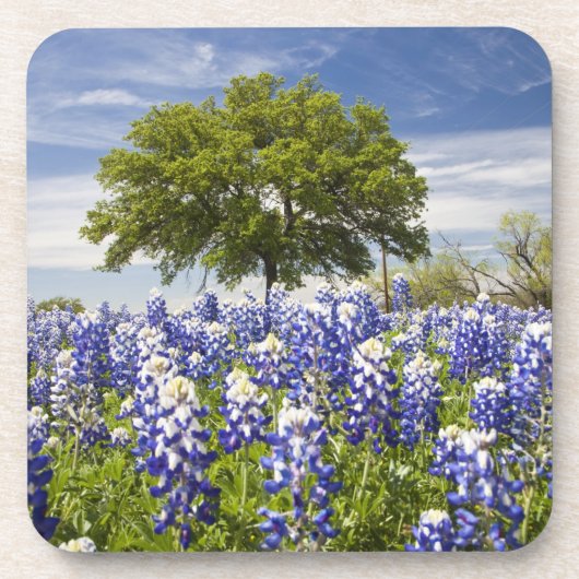 Texas bluebonnets (lupinus texensis) en eik onderzetter (Voorkant)