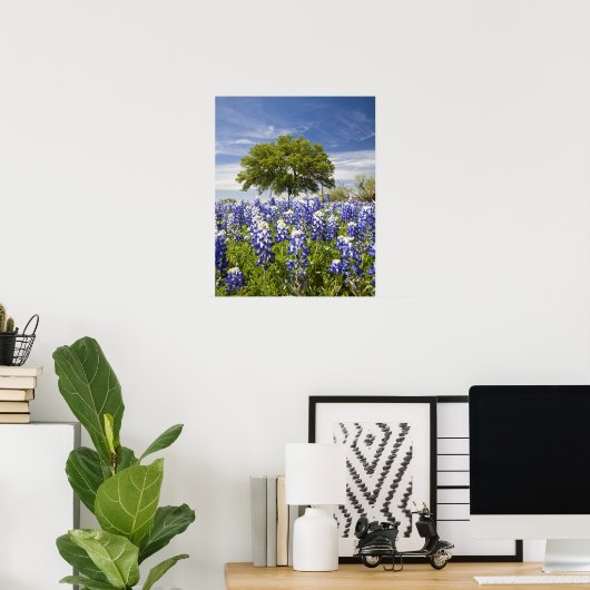 Texas bluebonnets (lupinus texensis) en eik poster (Thuiskantoor)