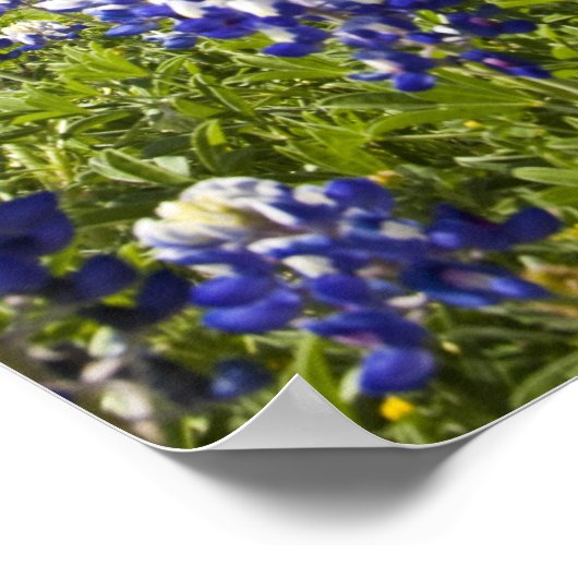 Texas bluebonnets (lupinus texensis) en eik poster (Hoek)