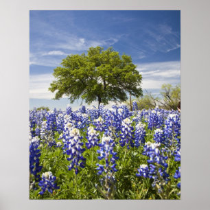 Texas bluebonnets (lupinus texensis) en eik poster