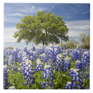 Texas bluebonnets(Lupinus texensis) en eik Tegeltje