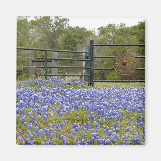 Texas Bluebonnets Magnet (Voorkant)