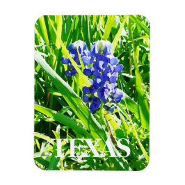 Texas Bluebonnets Magnet Magneet