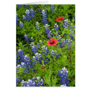 Texas Bluebonnets met Indiase dekens