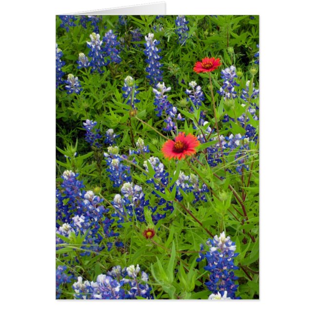 Texas Bluebonnets met Indiase dekens (Voorkant)