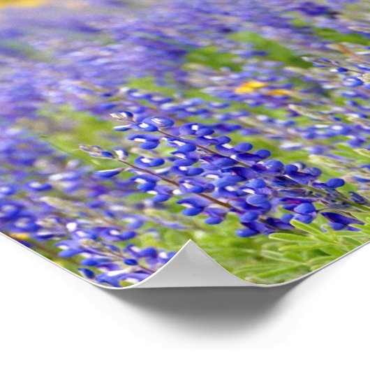 Texas Bluebonnets, Nacogdoches County Poster (Hoek)