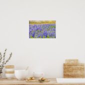 Texas Bluebonnets, Nacogdoches County Poster (Keuken)