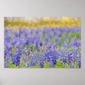 Texas Bluebonnets, Nacogdoches County Poster (Voorkant)