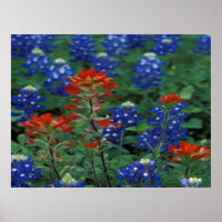 Texas Bluebonnets & Paintborstel Flowers Art Print