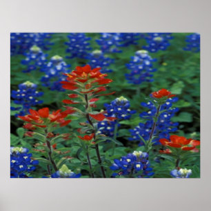 Texas Bluebonnets & Paintborstel Flowers Art Print