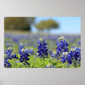 Texas Bluebonnets Poster (Voorkant)