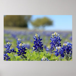 Texas Bluebonnets Poster
