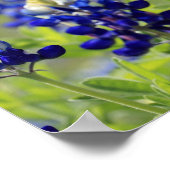Texas Bluebonnets Poster (Hoek)