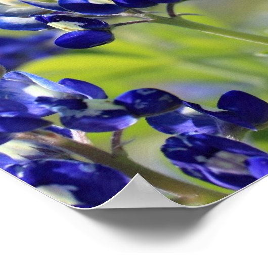 Texas Bluebonnets Poster (Hoek)