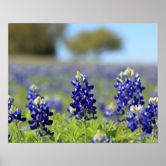 Texas Bluebonnets Poster (Voorkant)