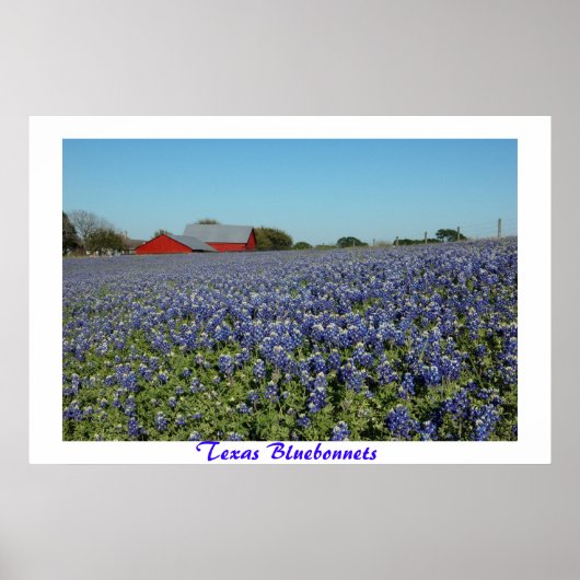 Texas Bluebonnets Poster (Voorkant)