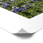 Texas Bluebonnets Poster (Hoek)