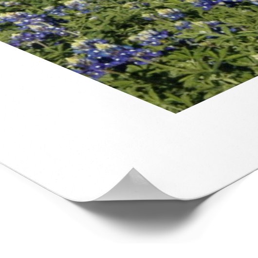 Texas Bluebonnets Poster (Hoek)