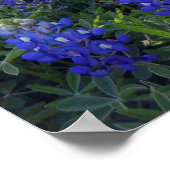 TEXAS BLUEBONNETS POSTER (Hoek)