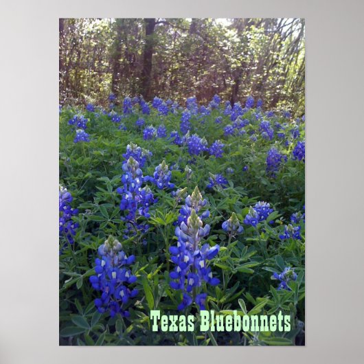 TEXAS BLUEBONNETS POSTER (Voorkant)