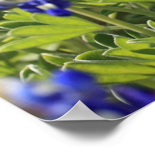 Texas Bluebonnets Poster (Hoek)