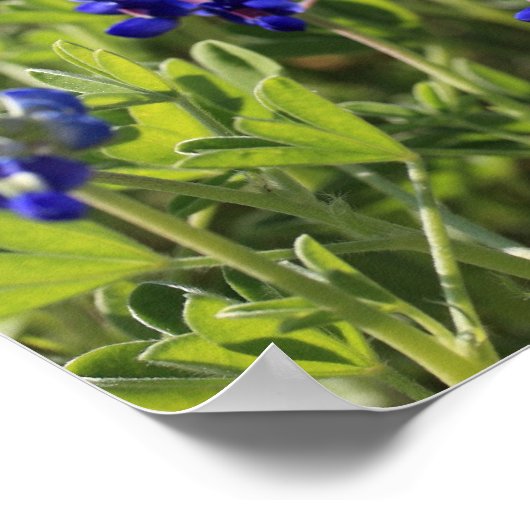 Texas Bluebonnets Poster (Hoek)
