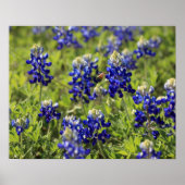 Texas Bluebonnets Poster (Voorkant)