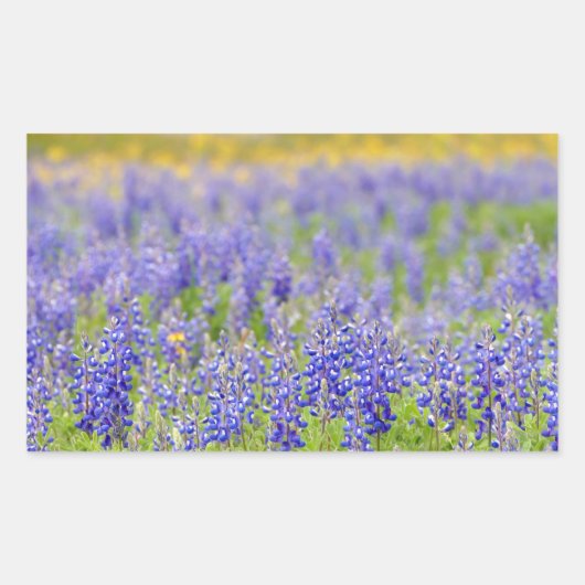 Texas Bluebonnets Rechthoekige Sticker (Voorkant)
