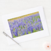 Texas Bluebonnets Rechthoekige Sticker (Envelop)