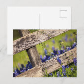 Texas Bluebonnets rond een landhek Briefkaart (Voorkant / Achterkant)