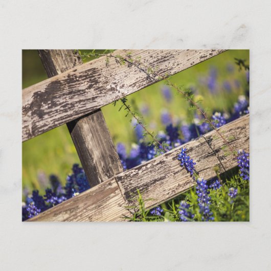Texas Bluebonnets rond een landhek Briefkaart (Voorkant)