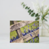 Texas Bluebonnets rond een landhek Briefkaart (Staand voorkant)