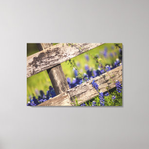 Texas Bluebonnets rond een landhek Canvas Afdruk