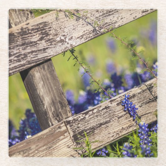 Texas Bluebonnets rond een landhek Glazen Onderzetter (Voorkant)