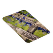 Texas Bluebonnets rond een landhek Magneet (Rechterzijde)