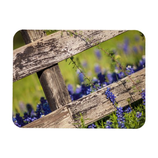 Texas Bluebonnets rond een landhek Magneet (Horizontaal)