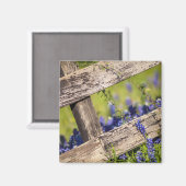 Texas Bluebonnets rond een landhek Magneet (Voorkant / Achterkant)