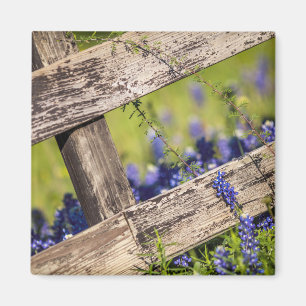 Texas Bluebonnets rond een landhek Magneet