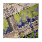 Texas Bluebonnets rond een landhek Tegeltje (Voorkant)