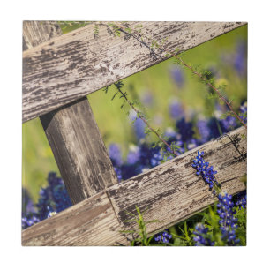 Texas Bluebonnets rond een landhek Tegeltje