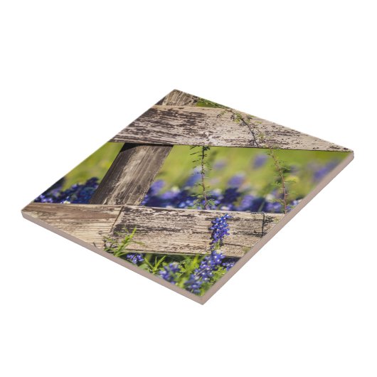 Texas Bluebonnets rond een landhek Tegeltje (Zijkant)