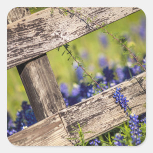 Texas Bluebonnets rond een landhek Vierkante Sticker