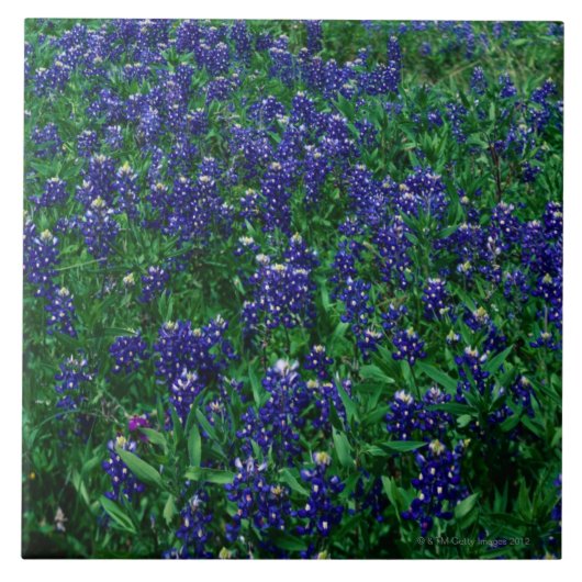 Texas Bluebonnets Tegeltje (Voorkant)