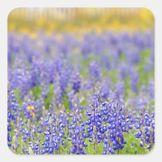 Texas Bluebonnets Vierkante Sticker (Voorkant)
