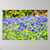 Texas Bluebonnets Watercolor Stijl Kunstprint Poster (Voorkant)