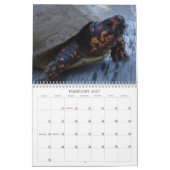 Texas Box Turtle Calendar Kalender (Feb 2027)