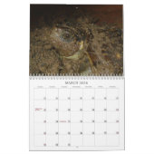 Texas Box Turtle Calendar Kalender (Mar 2026)